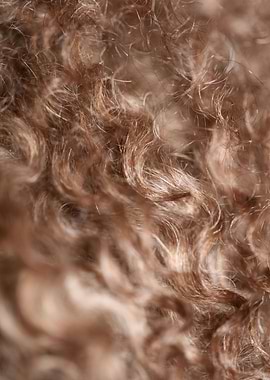 Lagotto hairs close up