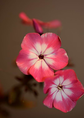 Phlox pink flowering macro