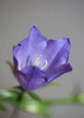 Campanula flower blossom