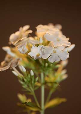 White Phlox flower blossom