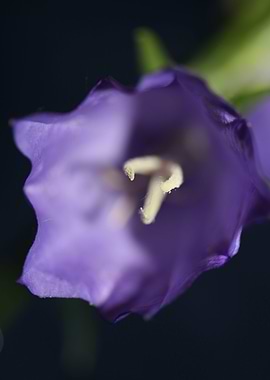 Campanula flower blossom