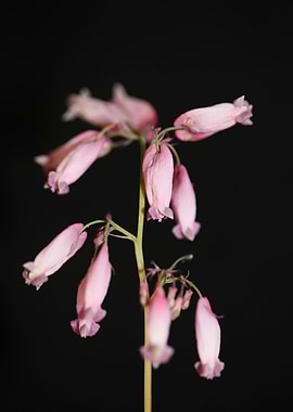Dicentra flowering macro