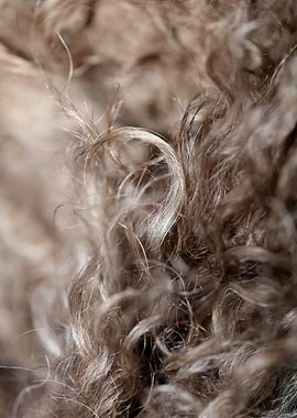 Dog brown hairs close up