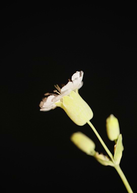 Silene flower blossoming
