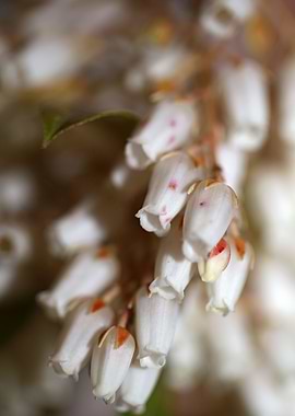Pieris flowering macro