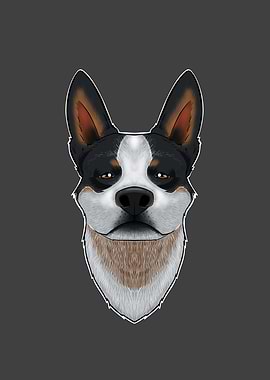 Australian Cattle Dog