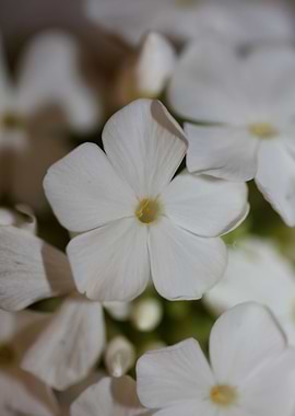 Phlox paniculata flowering