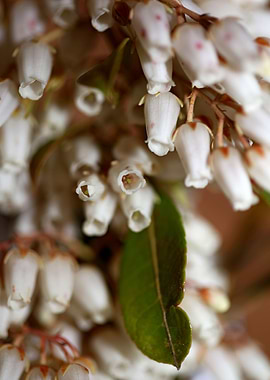 Pieris flowering macro