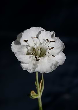 White Silene flower macro
