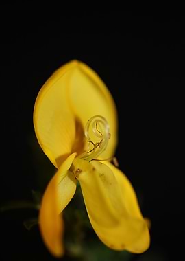 Flower blossoming close up