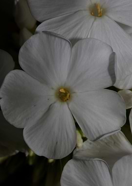 White Phlox flower blossom