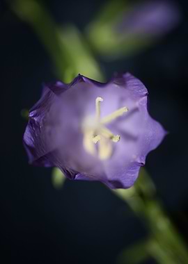 Purple Campanula flowering