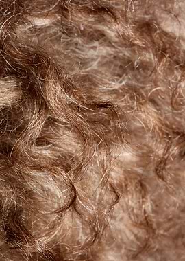 Dog brown hairs close up