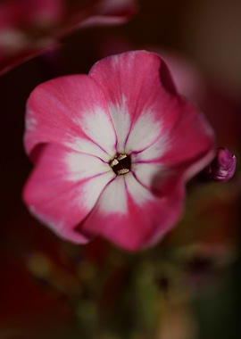 Phlox pink flowering macro