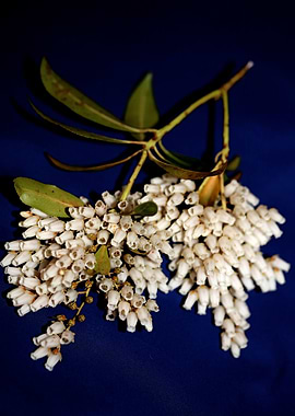 White Pieris flower macro