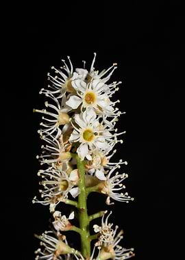 Prunus lusitanica blossom