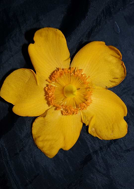 Hypericum flower close up