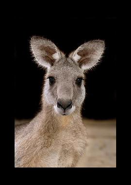 Kangaroo