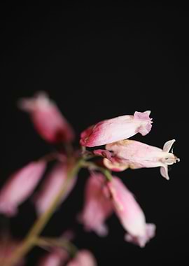 Dicentra flowering macro