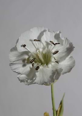 White Silene flower macro
