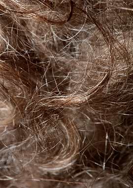 Brown curly hairs macro