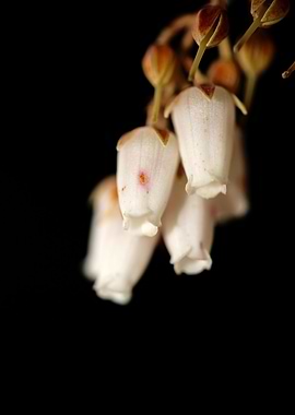 Pieris japonica flowering