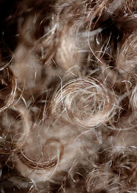 Lagotto hairs close up
