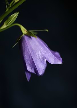 Purple Campanula flowering