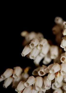 Pieris japonica flowering