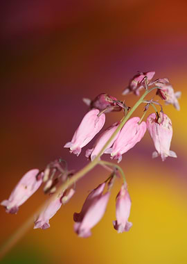 Dicentra formosa flowering