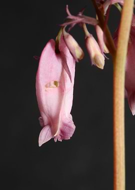 Dicentra flower close up