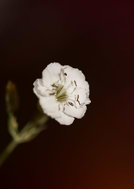 Silene flowering close up