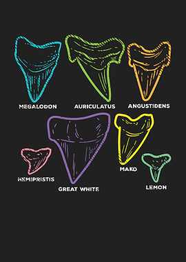 Shark Tooth types