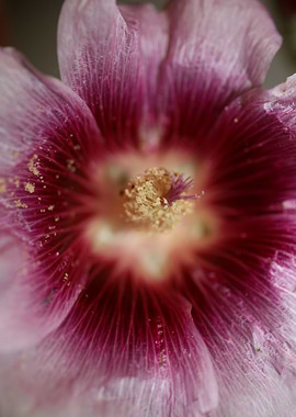 Purple Alcea flower macro