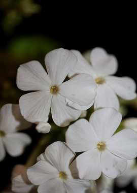 Phlox paniculata flowering