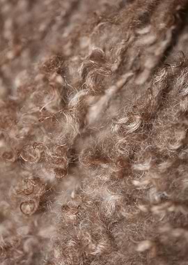 Lagotto hairs close up