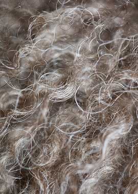 Brown curly hairs close up