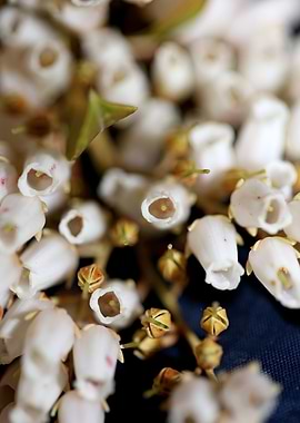 Pieris flowering close up