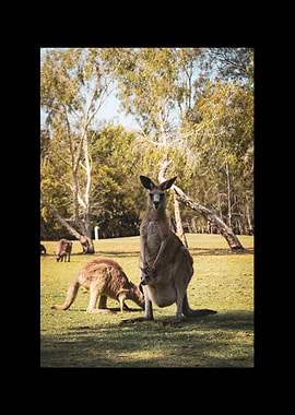 Kangaroo