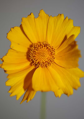 Yellow coreopsis flowering