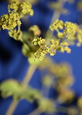 Yellow Alchemilla flower