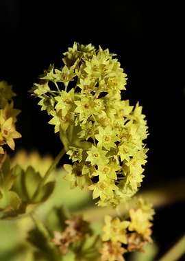 Alchemilla flowering macro