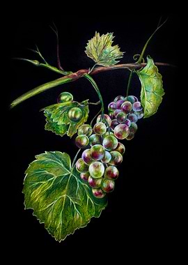 Bunch of grapes on black