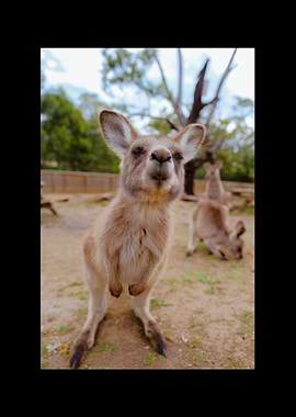 Kangaroo