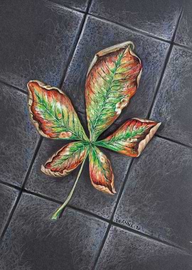 Hand drawn Chestnut leaf