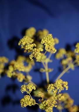 Yellow Alchemilla flower