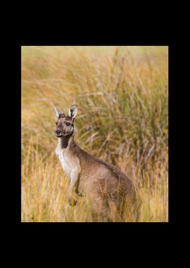 Kangaroo