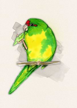 Redcrowned parakeet