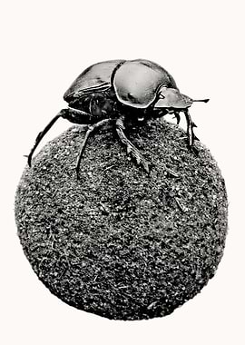 Dung Beetle on Dung Ball
