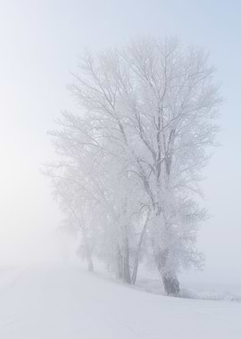 Misty Frosty Sunrise